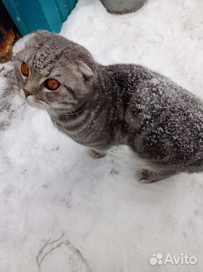 Шотландский кот вязка