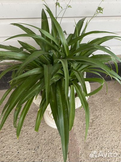 Хлорофитум