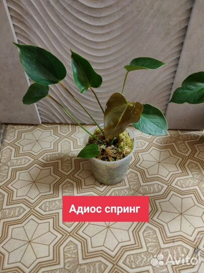 Аглаонема Сальмон фентази и Антуриумы