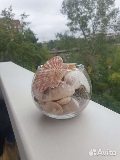 Морские ракушки раковины