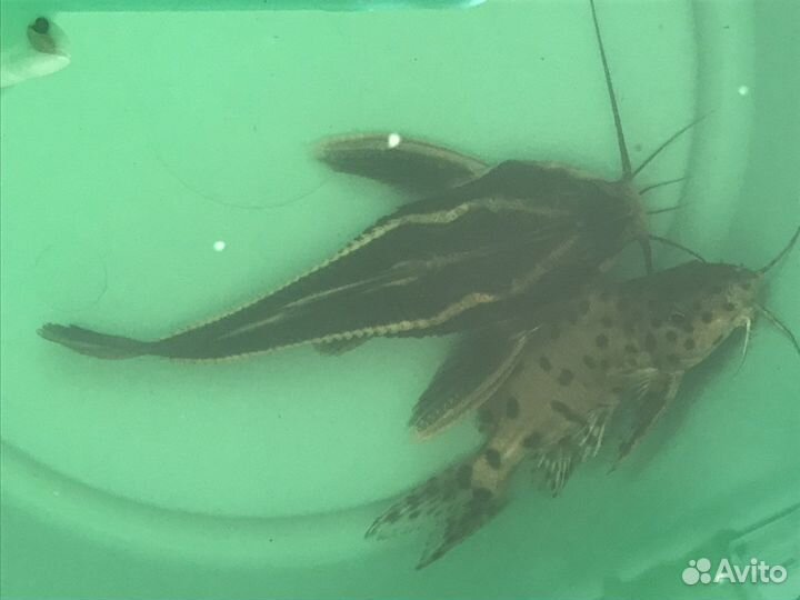 Сомики анциструсы платидорас синодонтис