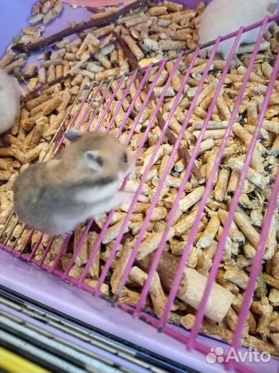 Сирийский хомяк малыши