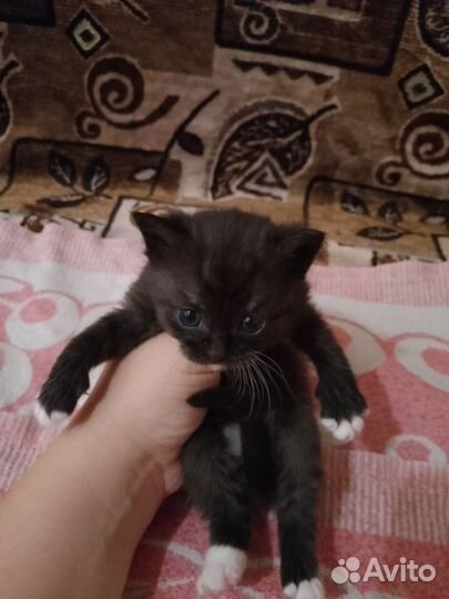 Кошки