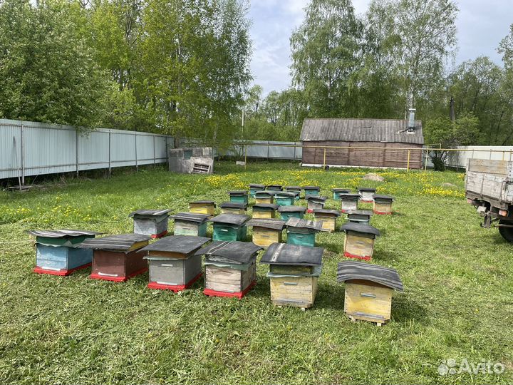 Пчелы пакеты семьи