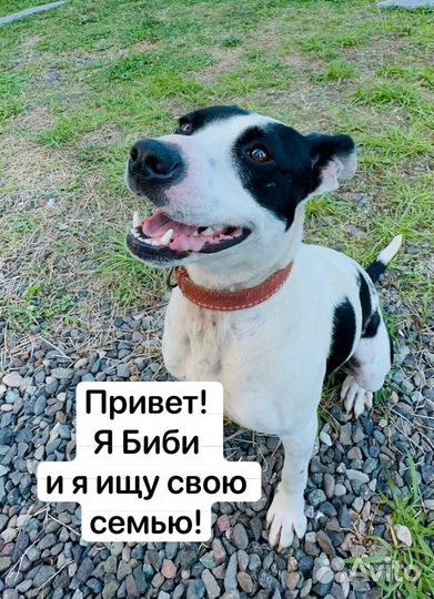 Собака в добрые руки