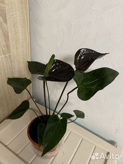 Антуриум black love