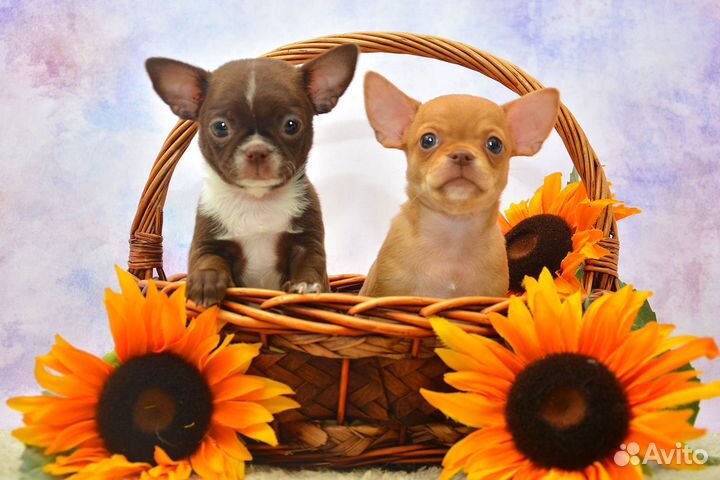 Чихуахуа, мальчики