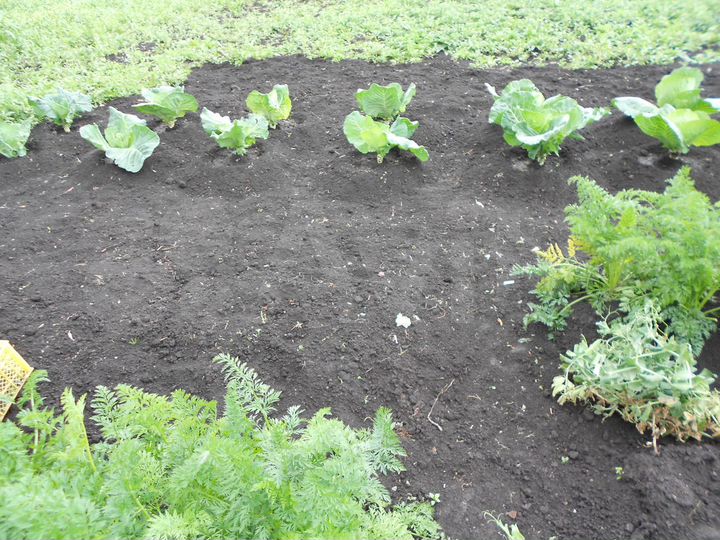 Участок 6,5 сот. (СНТ, ДНП)