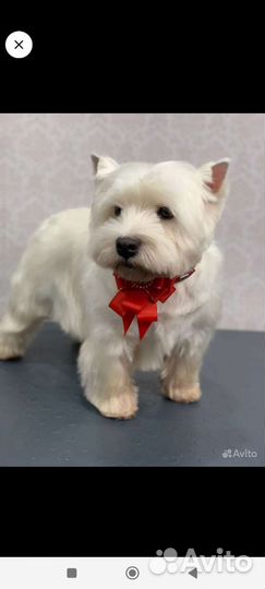 Грумер стрижка собак