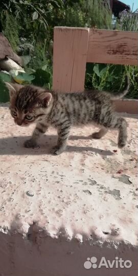 Котята