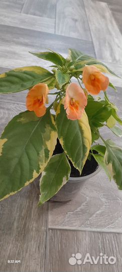 Бальзамин вариегатный Pink Ice и др