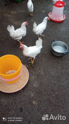 Куры молодки