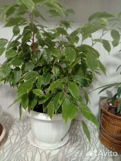 Фикус бенджамин