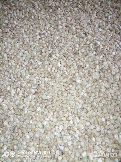 Белая кукуруза