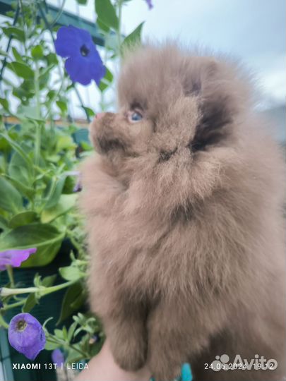 Померанский шпиц цветные малыши