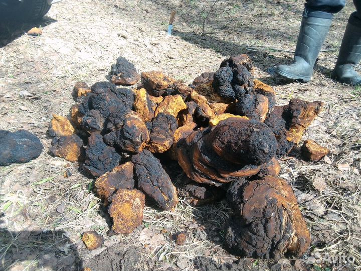 Чага дробленая, 1 кг 2024