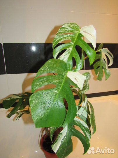 Монстера вариегатная альба и Фридрихшталя