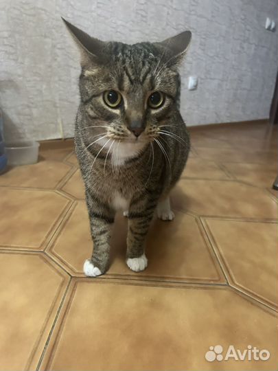Кот в добрые руки
