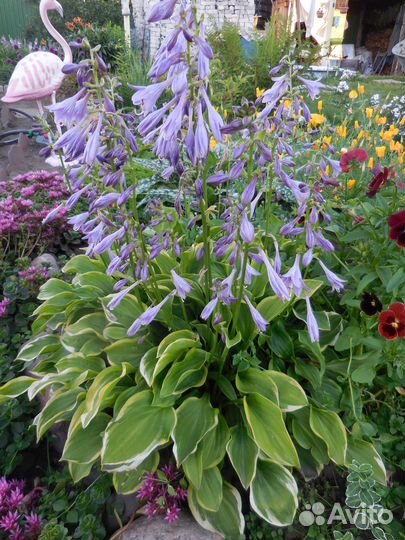 Хоста карликовая - саженцы