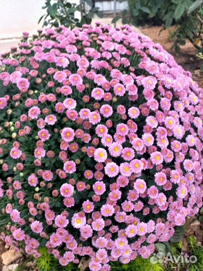Хризантемы мультифлора шаровидная