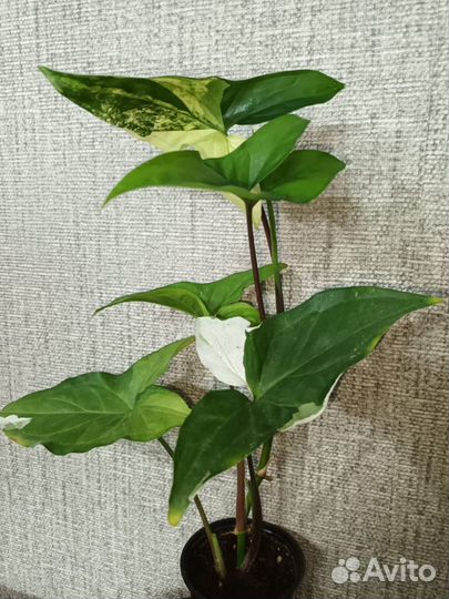 Сингониум imperial whate