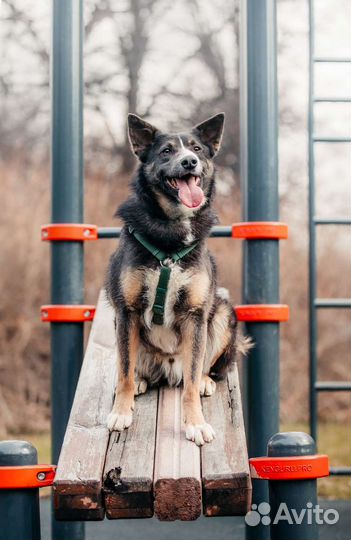 Собака в добрые руки