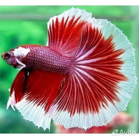 Рыба петушок