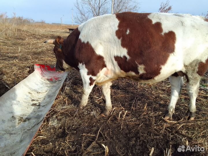 Быки на мясо