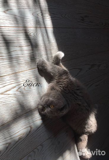 Доставка животных, зоотакси