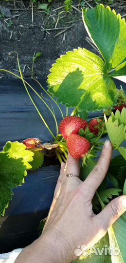 Ремонтантная клубника Мурано