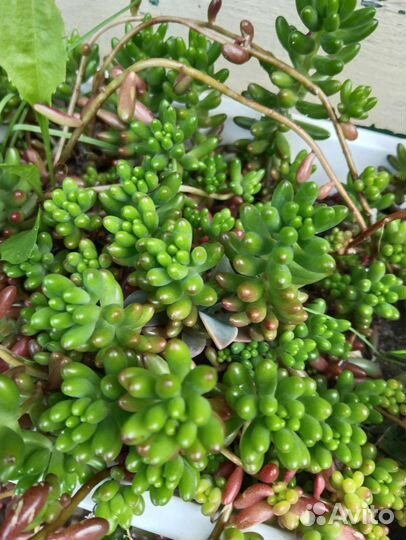 Суккуленты