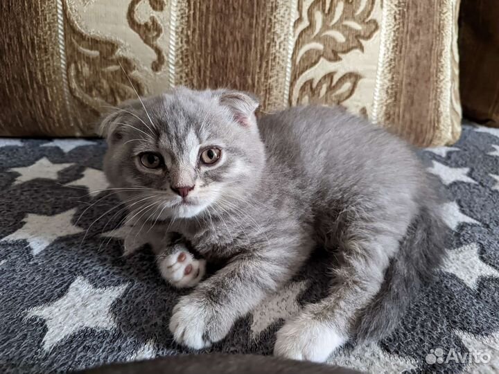 Кошечки Лапочка, Пушинка и Милашка