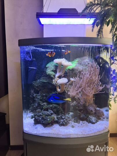 Морской аквариум с рыбками