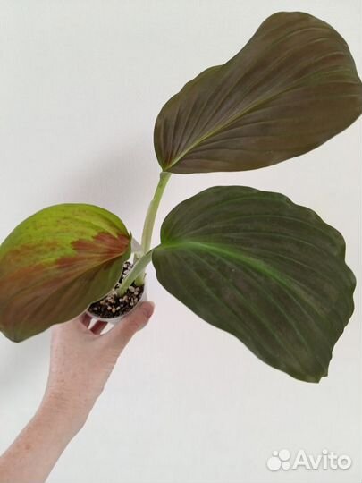 Комнатные растения 3