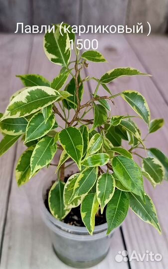 Фикусы подростки почтой