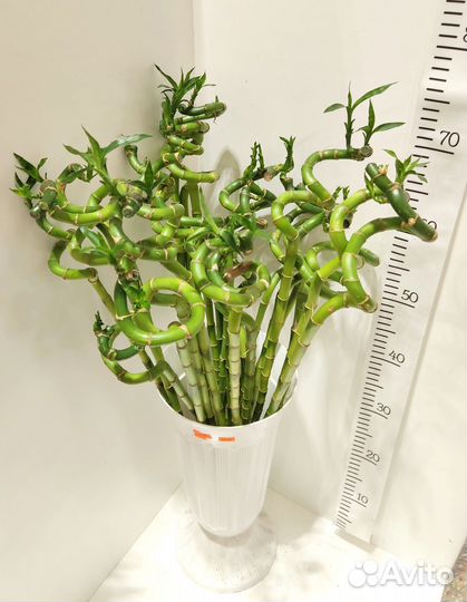 Бамбук лаки