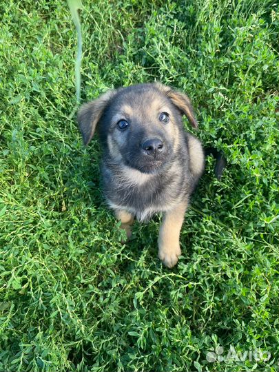 Щенок Горошинка из приюта, в добрые руки