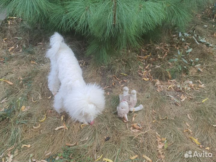 Передержку собак дома, не гостиница