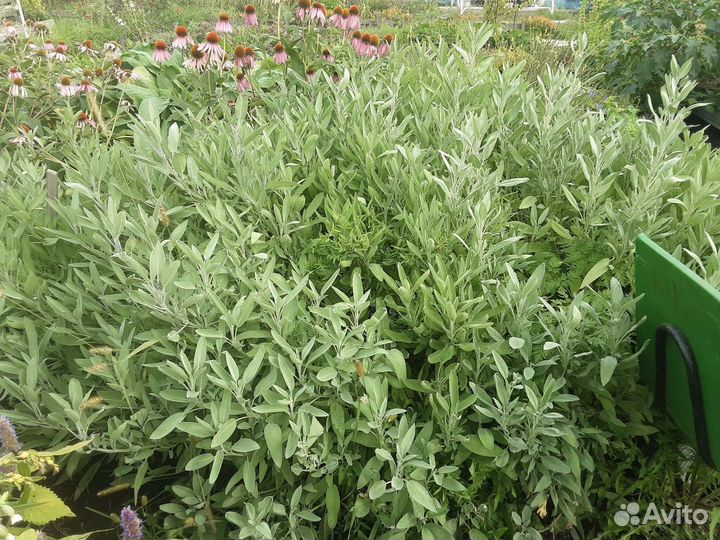 Пряно-ароматические растения