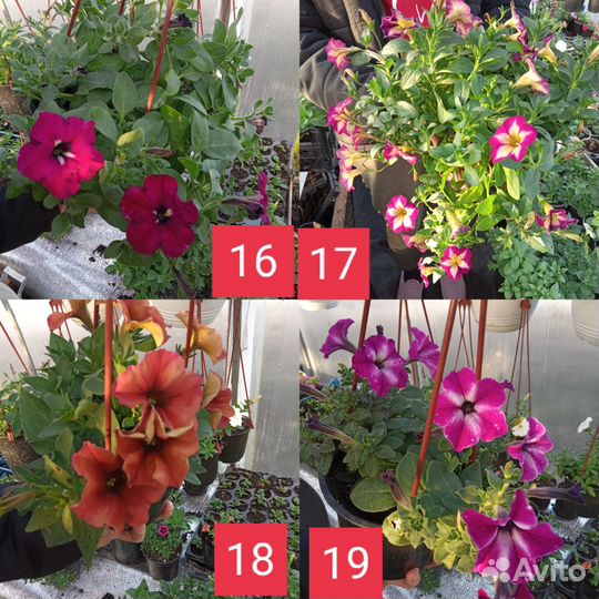 Вегетативные петунии 0,5л и1.5 л горшоки