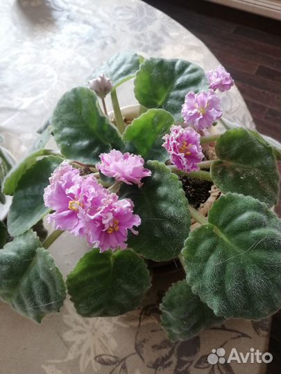 Комнатные цветы