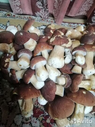 Белые грибы