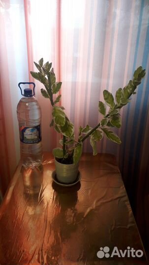 Педилантус химмаш