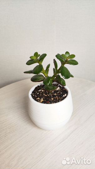 Денежное дерево - Толстянка