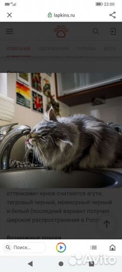 Кошки мейн-кун