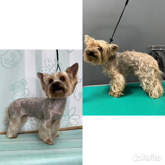 Груминг стрижка собак