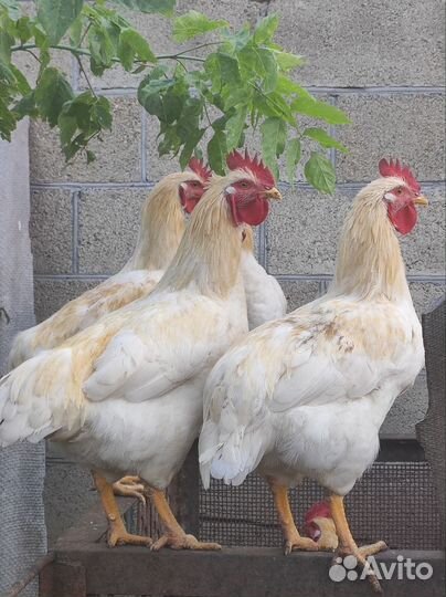 Недельные цыплята Ломан Браун