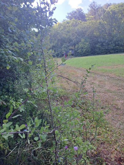 Участок 15 сот. (ИЖС)