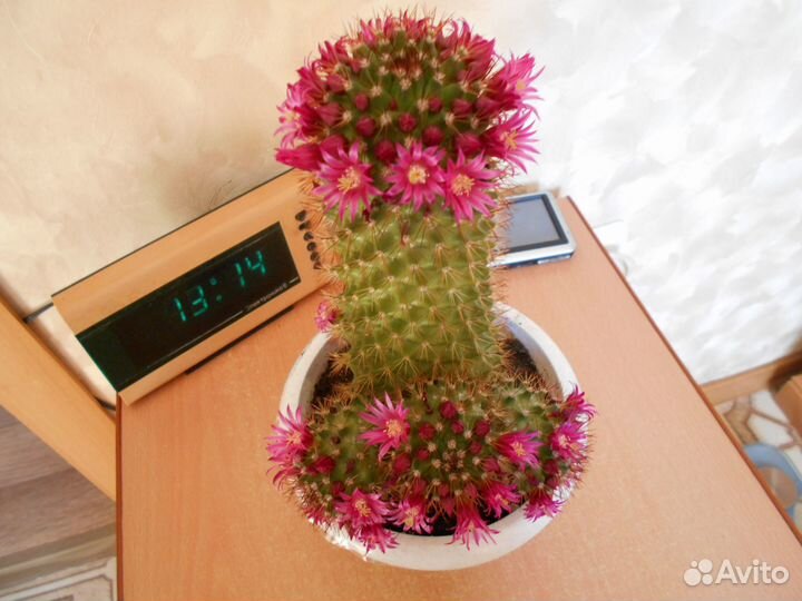 Кактусы -суккулент