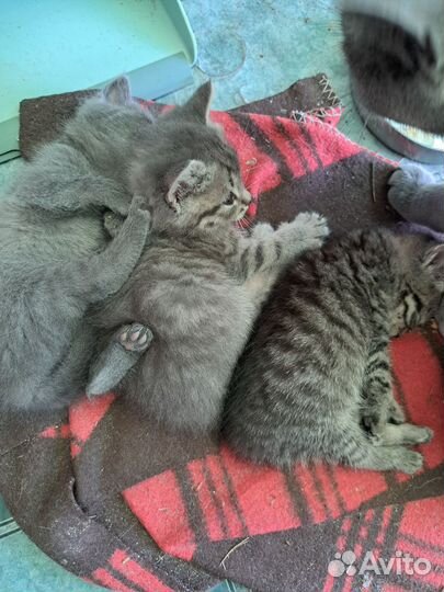 Британская кошка в дар